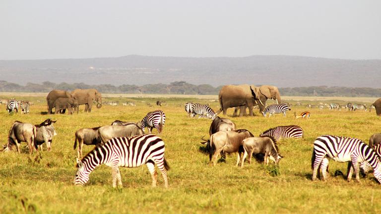Wildlife Encounters: Getting Up Close ⁣with ‍africas Majestic Creatures